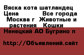 Вяска кота шатландец › Цена ­ 1 000 - Все города, Москва г. Животные и растения » Кошки   . Ненецкий АО,Бугрино п.